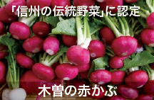 木曽の赤かぶ　「信州の伝統野菜」に認定
